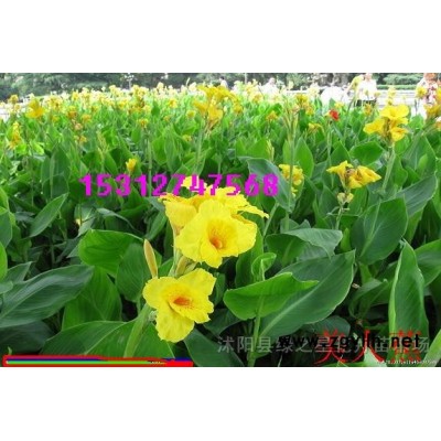 優(yōu)質(zhì)紅楓種子種苗