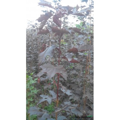 唐山地區(qū)供應(yīng)紫葉挪威紅楓樹(shù)苗