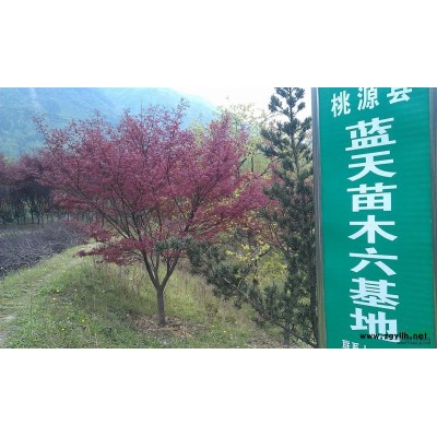 湖南常德供應4-16公分紅楓3000株