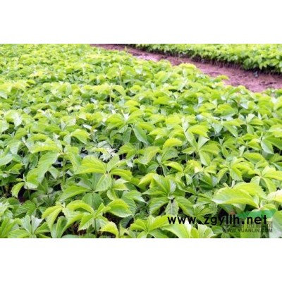 大量供應紅楓芽苗，玉蘭芽苗