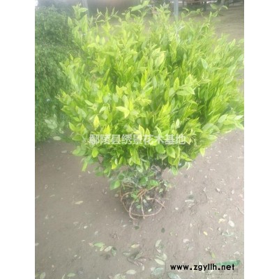 河南紅葉李大量批發 許昌紅葉李 鄢陵紅葉李 河南紅葉李基地圖