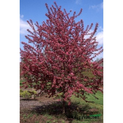 紅點紅楓的銷售很多，真正的紅點紅楓數(shù)量不大，選購請謹防假冒