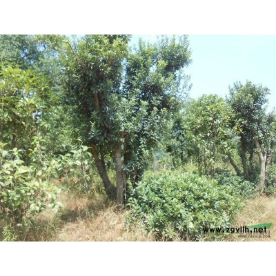 2-15cm紅葉李、獨(dú)干紅葉李、重生紅葉李、紅葉李價(jià)格、紅葉