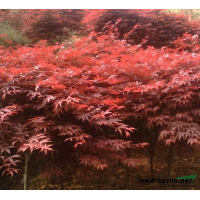 供應中國紅楓/供應安徽中國紅楓/特價供應中國紅楓