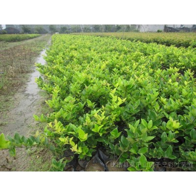 紅楓、羽毛楓、中國紅楓枝條