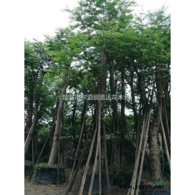 福建漳州紅葉李基地各種規格大量批發供應 自家貨源，無中介