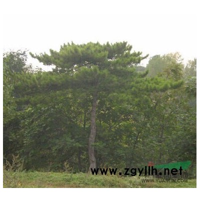 供應(yīng)優(yōu)質(zhì)紅葉李，紫葉北桃，紫荊