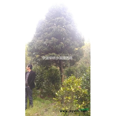 先供應一批安徽地區的紅葉李。價格優惠，苗圃現貨。