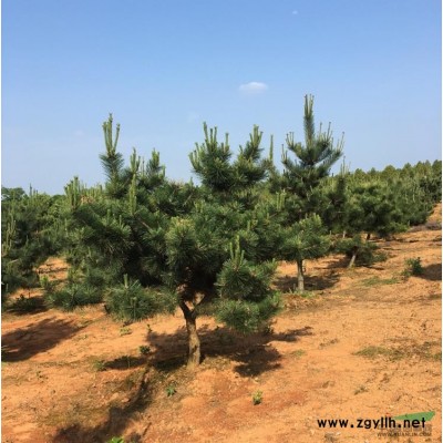 美國紅楓（江西地區供應）