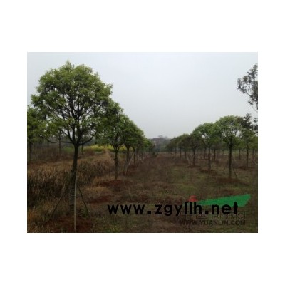 廣茂實業A區桂花，紫薇，櫻花，低價全部清場