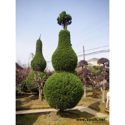 提供優質桂花樹，桂花樹的種植與供應