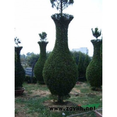 檜柏種子，紅天竹，海桐種子，桂花種子，構桔種子