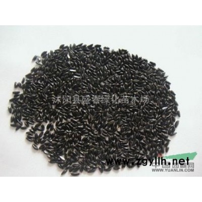 批發(fā) 綠化苗木 占地苗  升值苗  紅楓小苗 5元 *包郵