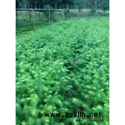 桂花苗，金桂苗，單桂苗