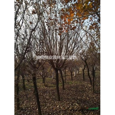 美國紅楓 秋火焰