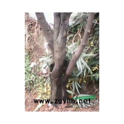 金彈子樹樁，桂花樹