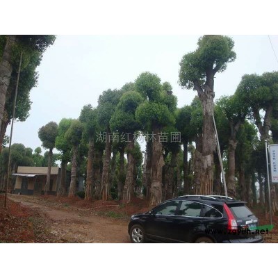 湖南紅楓價格、湖南紅楓基地、湖南紅楓供應