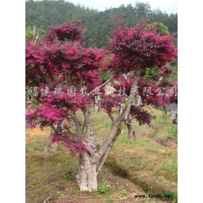 紅楓4報價/福建紅楓4報價