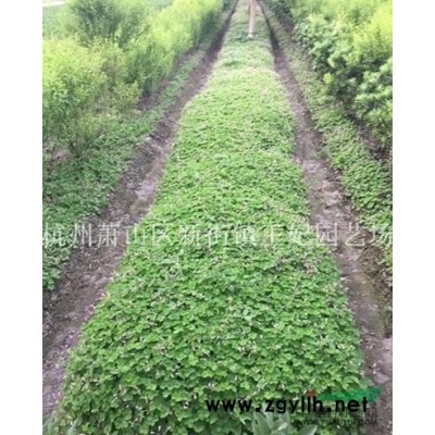 紅楓報價/浙江紅楓報價