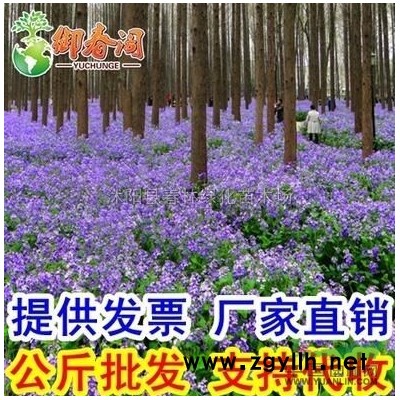 批發(fā)綠化苗木 美國(guó)紅楓 日本紅楓苗 紅楓 嫁接樹(shù)苗 喬木 紅