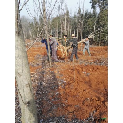 大量出售欒樹，紫薇，香樟，大葉女貞，杜英，水杉，雞爪槭，紅楓