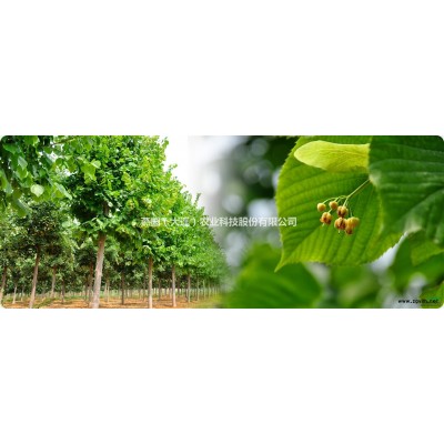 燕園紅楓----大規格