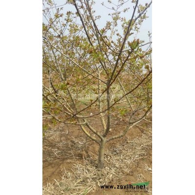 紅葉李12公分一棵多少錢？山西運城12公分紅葉李價格