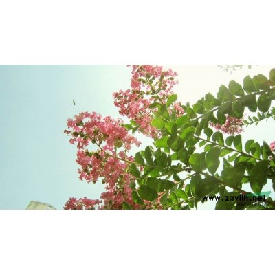 紅楓5圖片\紅楓5報價