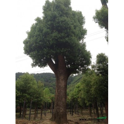 紅楓，浙江紅楓，紅楓價格，紅楓圖片