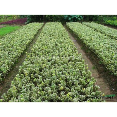 櫻花、紫薇、紅楓、垂絲海棠、西府海棠、紅葉李