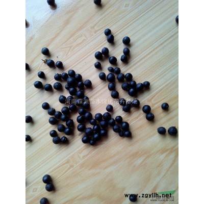 河南紅楓供應 出售河南紅楓 河南紅楓價格