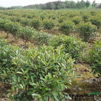 紅葉李新價格/紅葉李報價