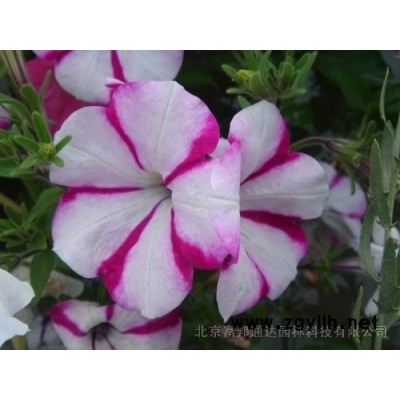 美國(guó)改良紅楓種子