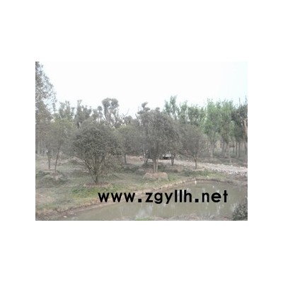 桂花（冠幅3-7米）