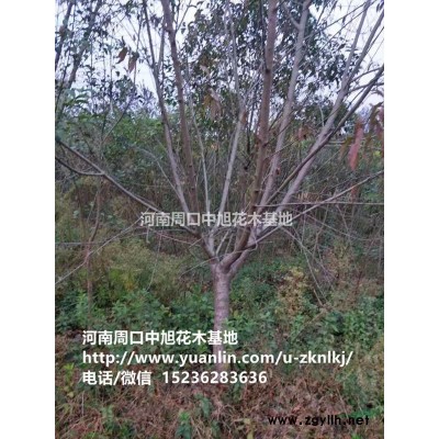 紅葉李4-6公分急售，歡迎垂詢