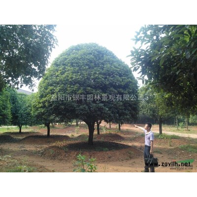 大量供應浙江紅楓