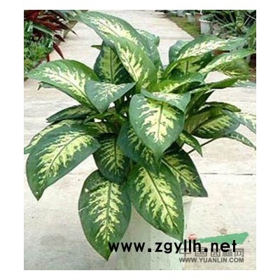 無錫紅楓種植專業(yè)養(yǎng)殖公司就是錦羊山莊 深得好評