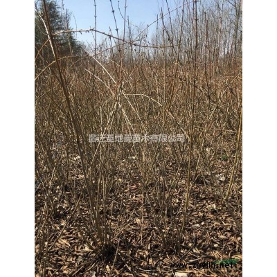 供應紅葉李 紫葉李 紅花紫薇 紅花碧桃 欒樹批發