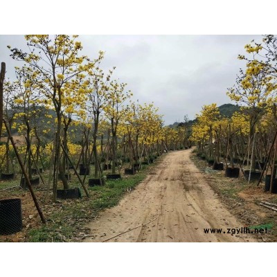 紅葉李圖片/紅葉李報價