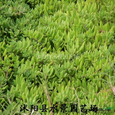 供應(yīng)紅葉李