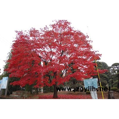 日本紅楓