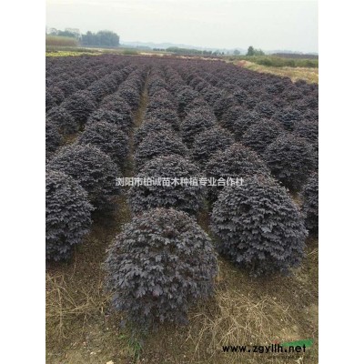 紅葉李供應(yīng)；紅葉李價格；紅葉李圖片，紅葉李批發(fā)