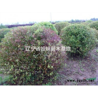 金葉榆，紅葉李，紫葉稠李，