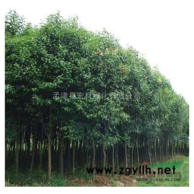 供應紅葉李、泡桐、蜀檜、柳樹等綠化苗木