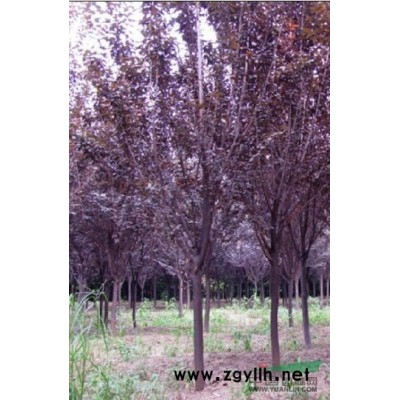 紅葉李種植技巧【咨詢】紅葉李價(jià)格 山東紅葉李