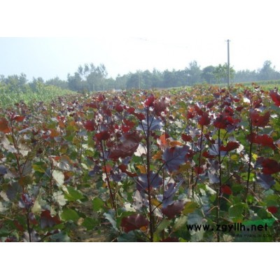 河南營養缽紅葉楊小苗17*新報價/營養缽紅葉李小苗17圖片