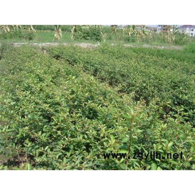 西湖垂柳、紅葉李