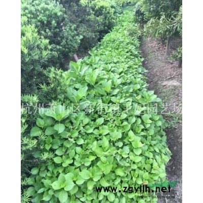 紅葉李行情報價\紅葉李圖片展示