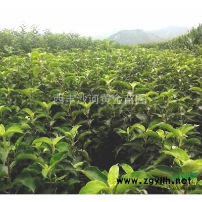 供應123蘋果樹苗，寒富蘋果苗，紫葉海棠，紅葉李等大量苗木