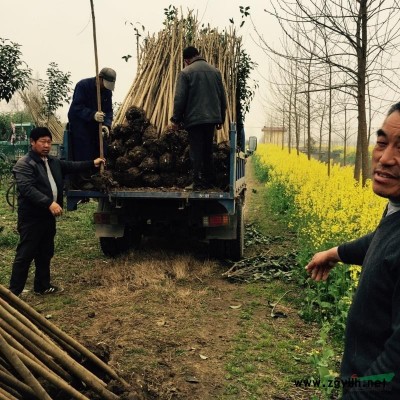 湖北省潛江市，運農勝利苗木供應大葉女貞，及紅葉李